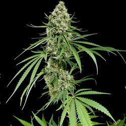 Dinafem Seeds Critical+ Feminized