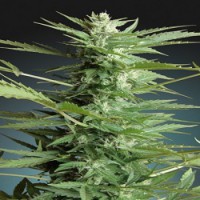 Auto Sweet Dwarf Feminised